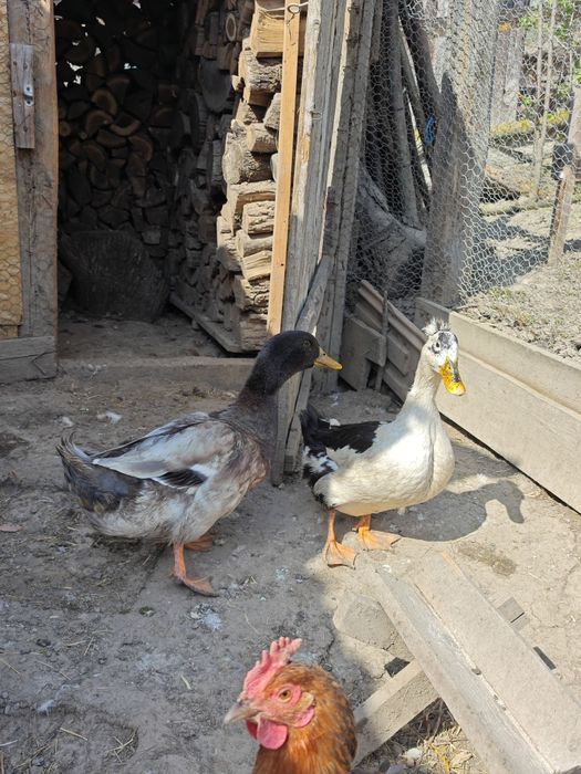 Rață și rățoi de vânzare sau schimb