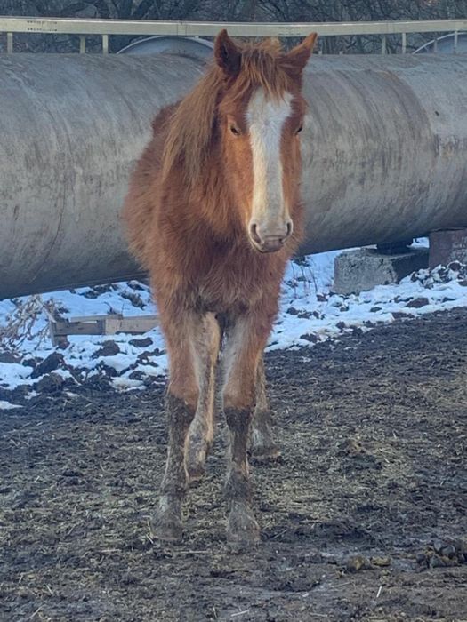 Жеребята разные