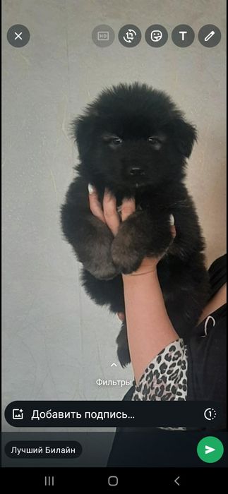 Щенки в надёжные руки