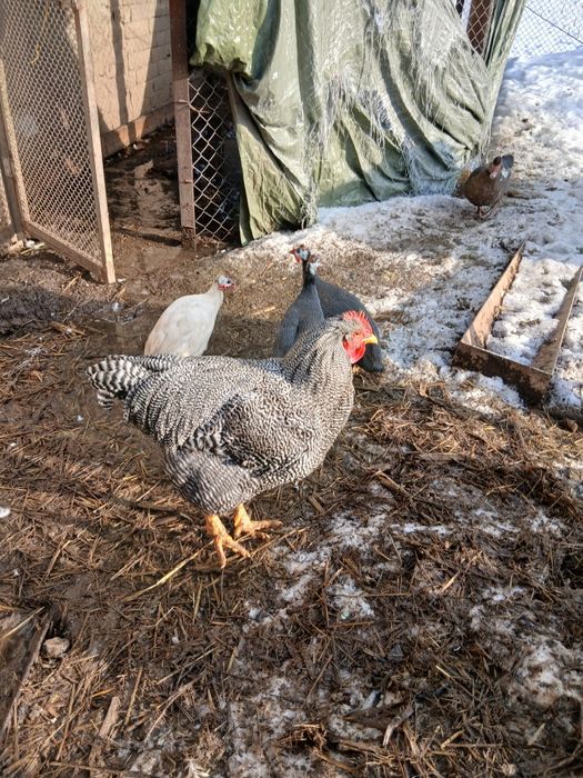 Cocos plymount rock barat