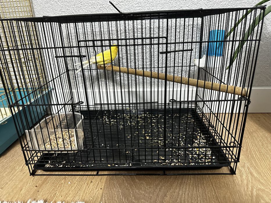 продам канарейку поет