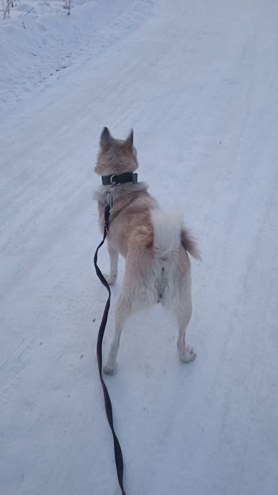 Девочка 1лет лайка