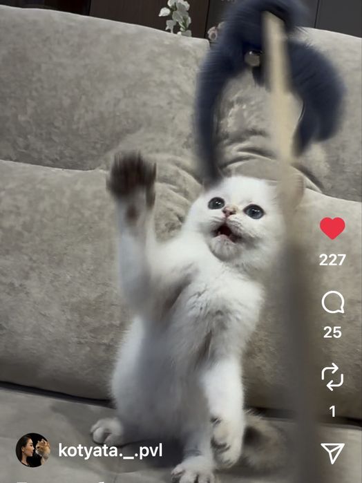 Котята шиншиллята с документами