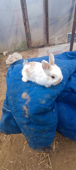 Iepurași Mini pitici Toy cap de leu