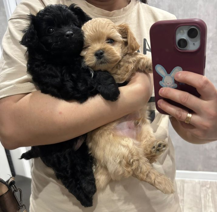 150000 продам щенков породы чипу