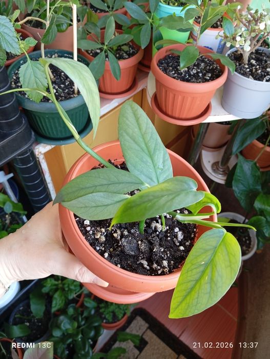 Продам комнатные растения