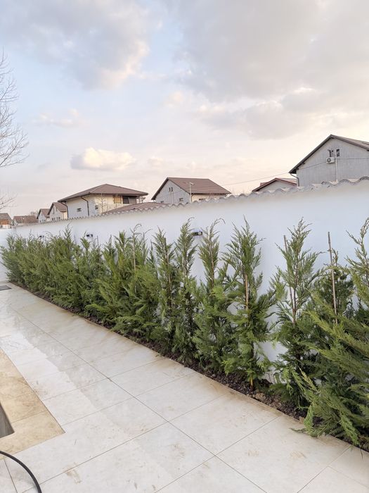 Leylandii cupressus/chiparos/cupressocyparis pentru gard viu