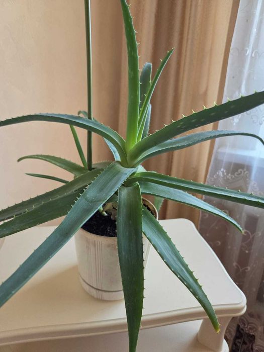 Продам Алоэ вера