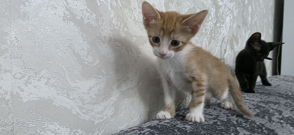 Продам котят,метисы