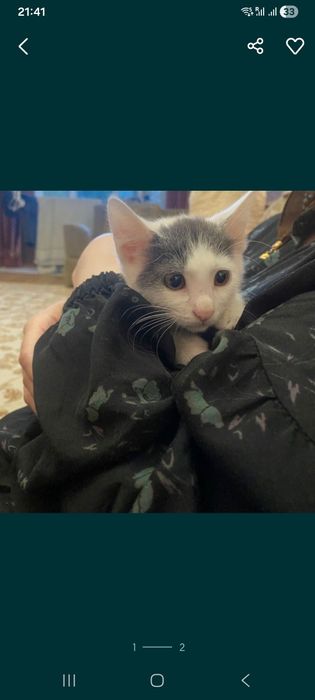 Котенок девочка 2