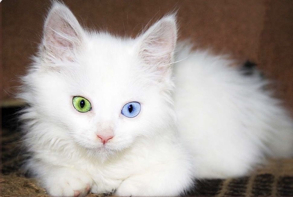 Котята турецкой ангоры девочки разноглазые