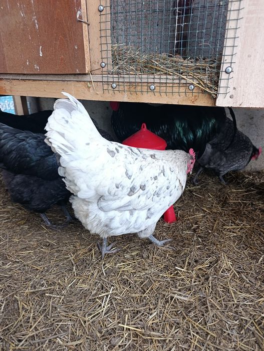 Ouă de incubat Australorp