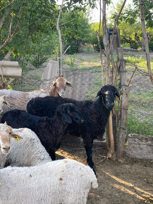 Қошқарлар сатылады