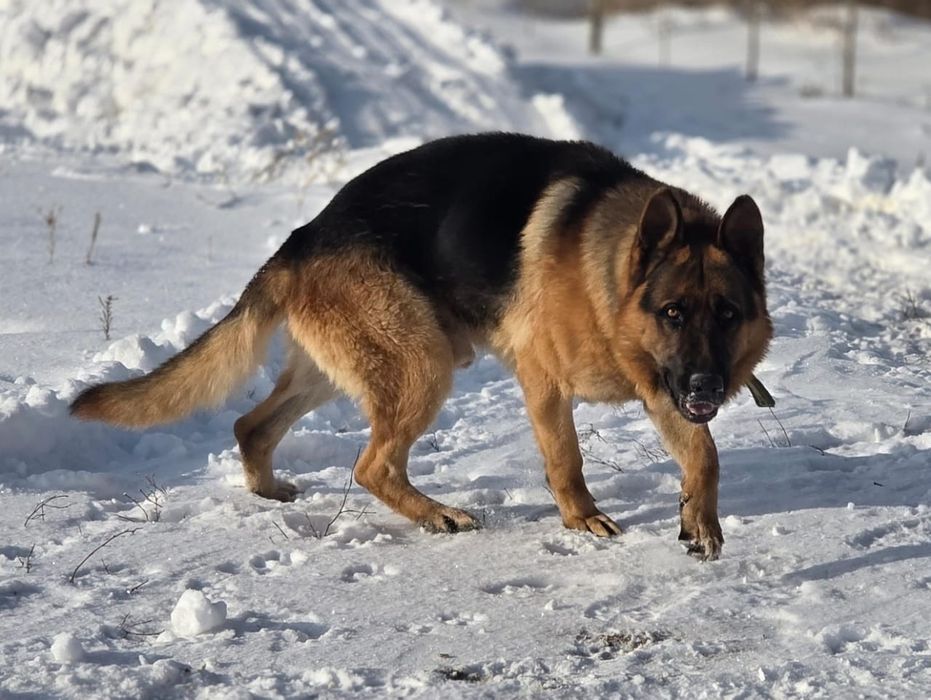 Немецкая Овчарка кобель