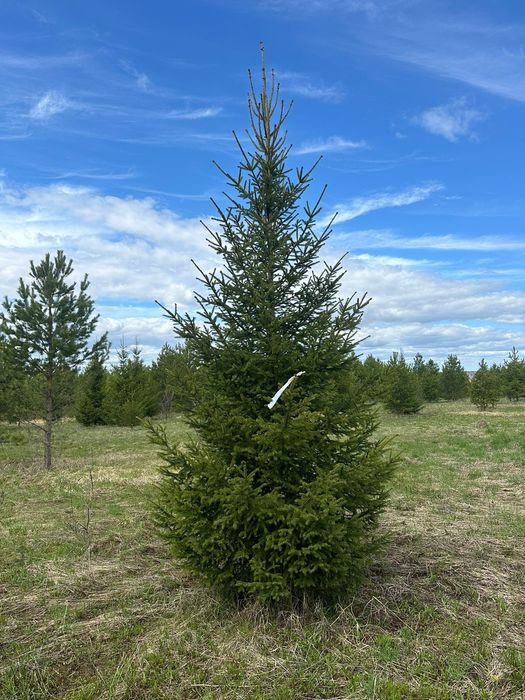 Ель елки сосна саженцы