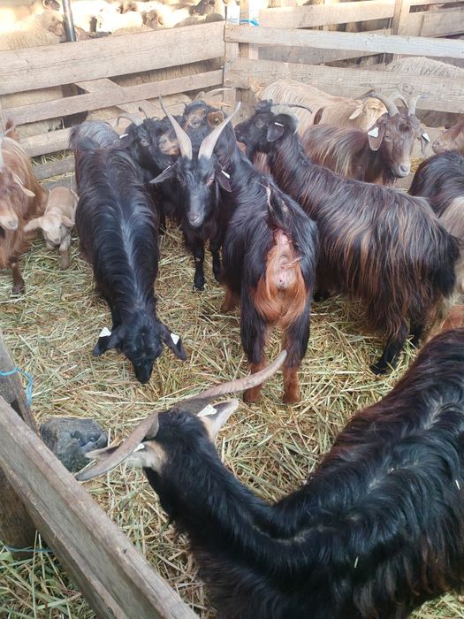 Vând capre sau schimb cu oi