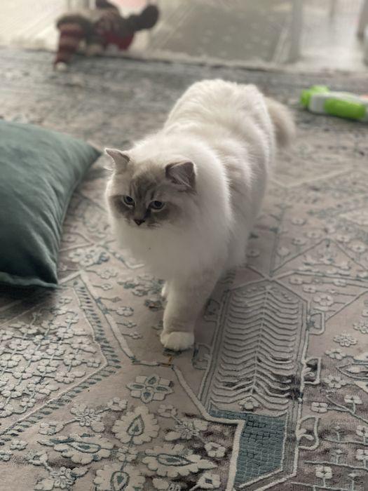 Продам кота породы Рэгдолл