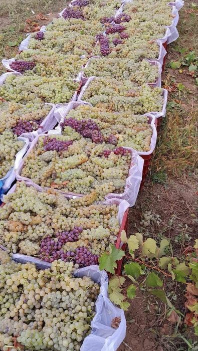 Struguri de vin