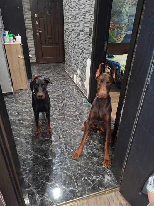 Подарявам Доберман