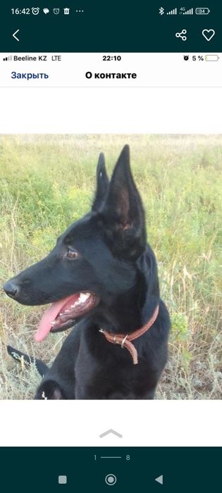 Щенки немецкой овчарки, Чисто Черные.