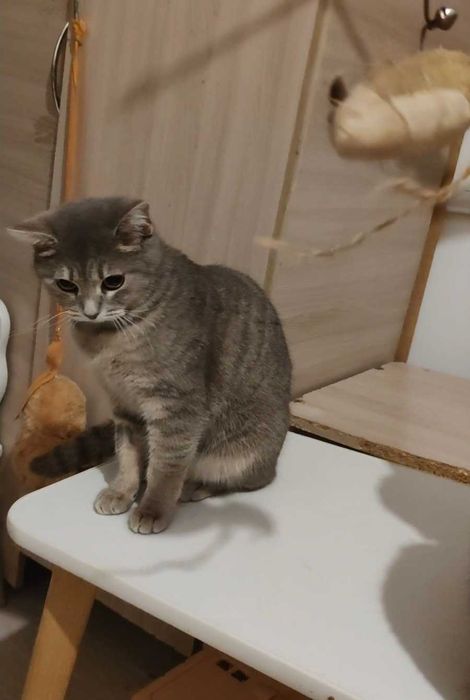 Милая кошечка ищет дом