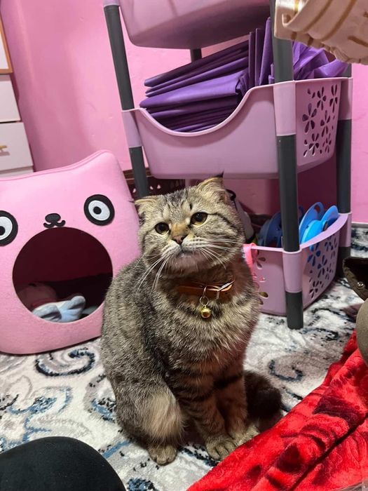 Пародни пишик вакцина олган