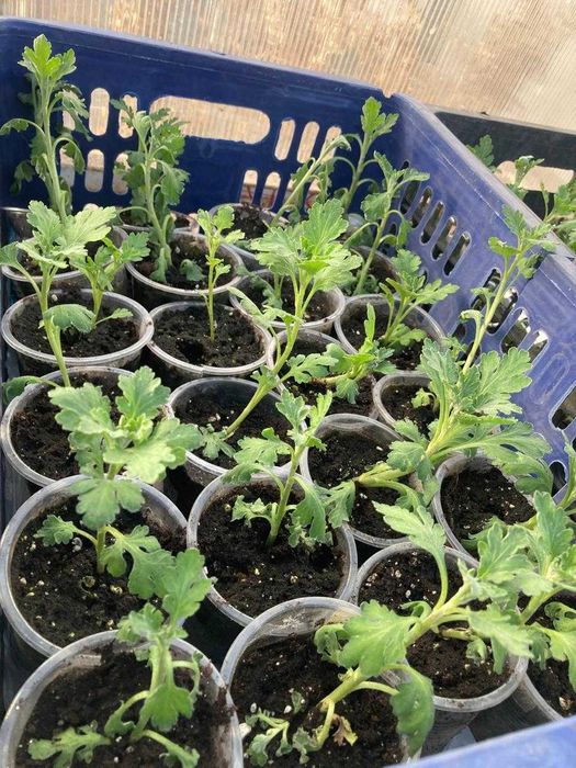 Хризантема (корейская) рассада