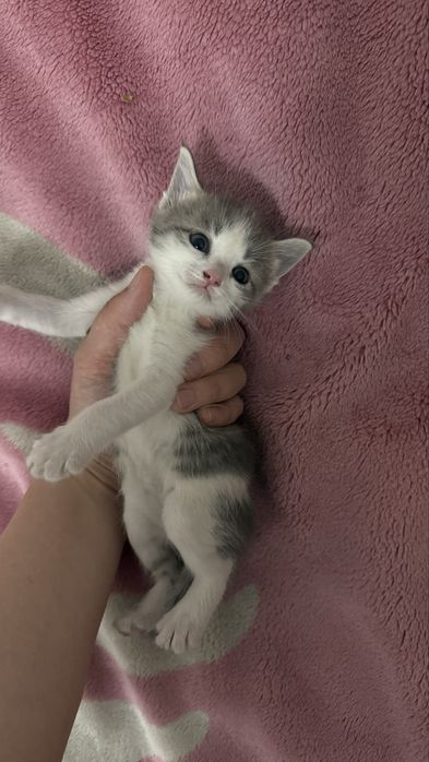 Продам девочку котенка