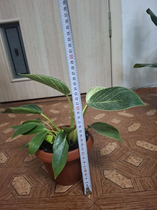 Комнатные растения