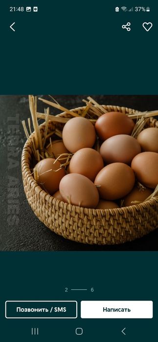 Damashni Tuxum Sotiladi.10+1