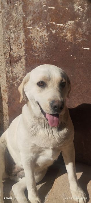 Продам лабрадора ретривера