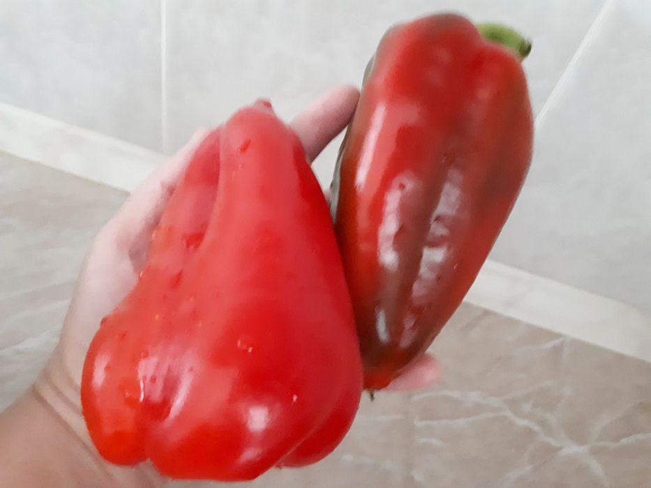 Рассада перцы и баклажаны