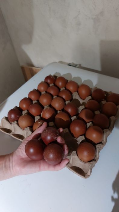 Продам инкубационные яйца