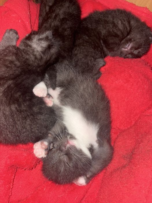 Котята Вислоухие