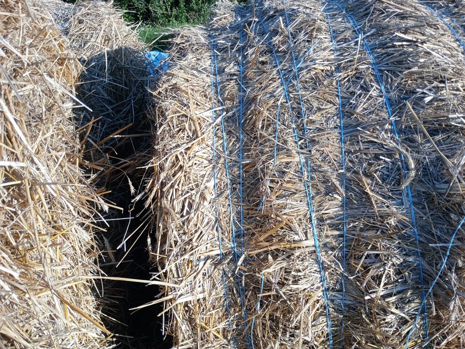 Vând baloți de paie  de grâu