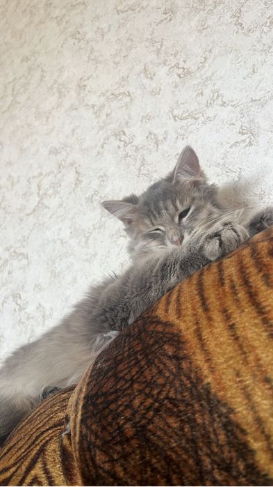 Отдам бесплатно кошку примерно 7-8 месяц