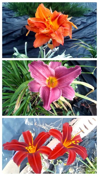 Продаю лилейники дёшево