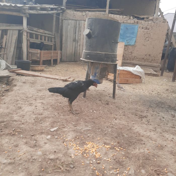 Таза дакан тауық сатылады