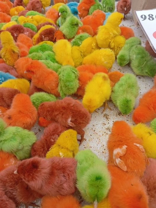 Rangli jojalar  .ФАРГОНА ШАХАР