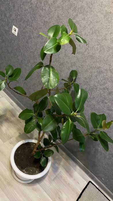 Продам Фикус Каучуковый