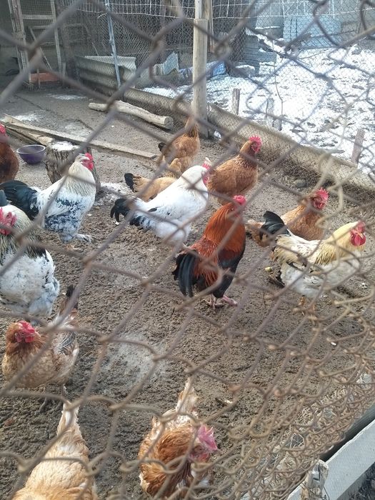 продаётся молодые петухи