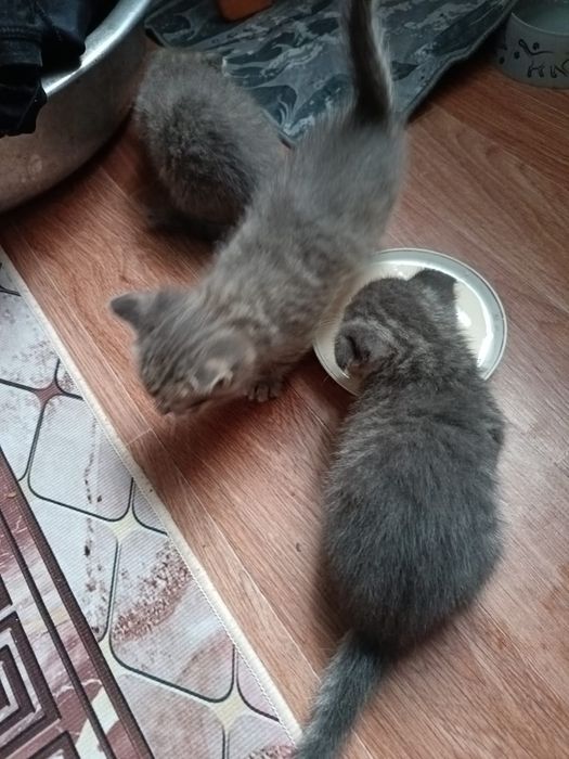 Продаются веслоухие котята