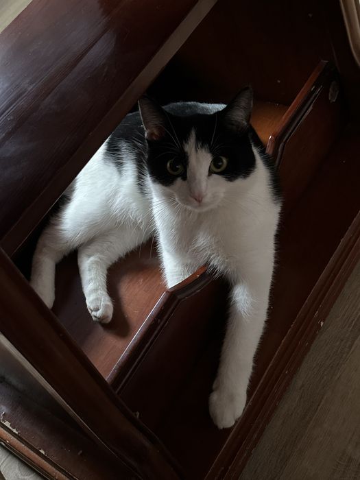 Отдам котика Пашу