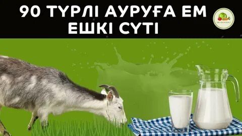 молоко чистопородных коз Ешкі сүті Асыл тұқымды ешкі сүті жайылымда