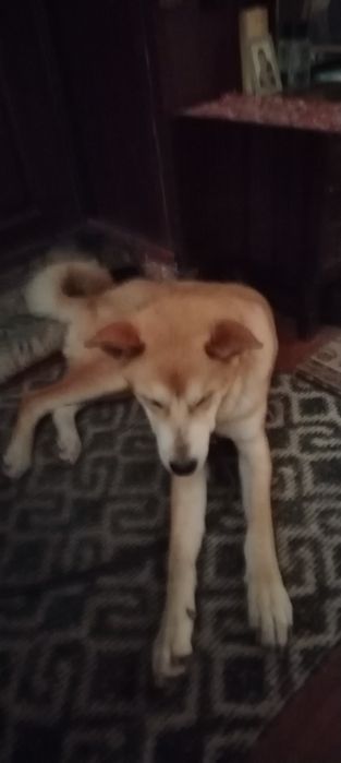 Щенки  акита  помесь