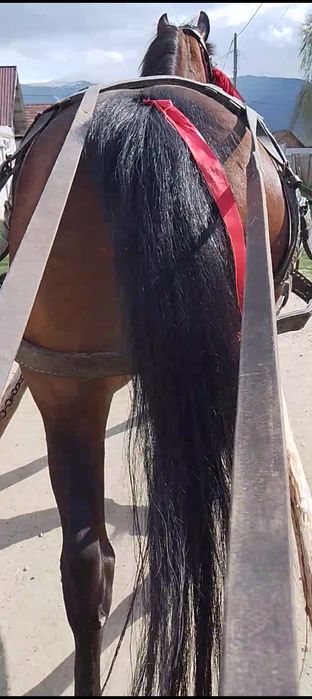 Vând iapă de 6 ani foarte cuminte