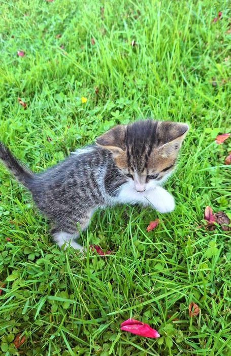 Подарявам мъжко котенце