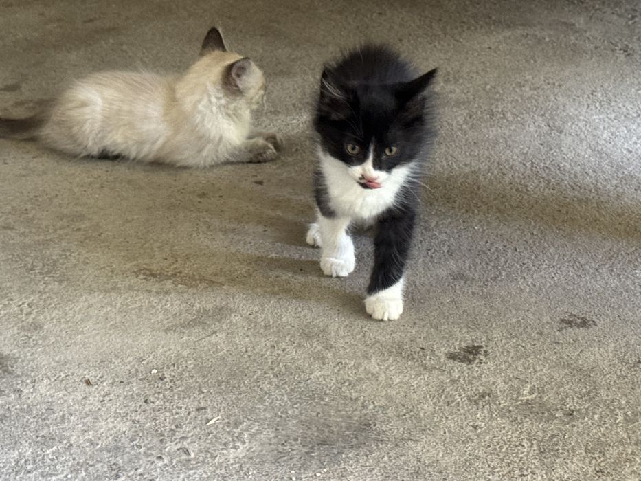 Отдаем бесплатно котят