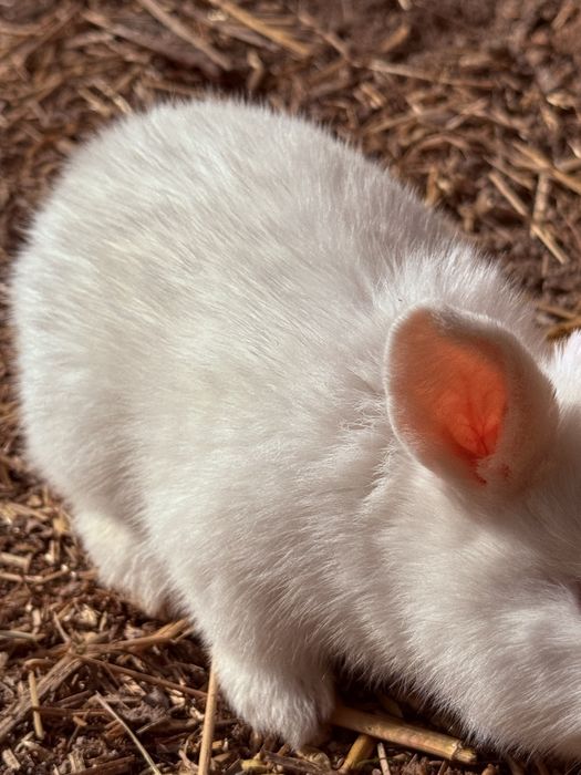 Кролики куён quyon