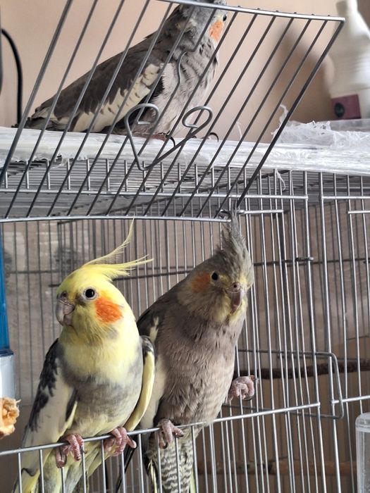 Попугай сотилади (корелла)